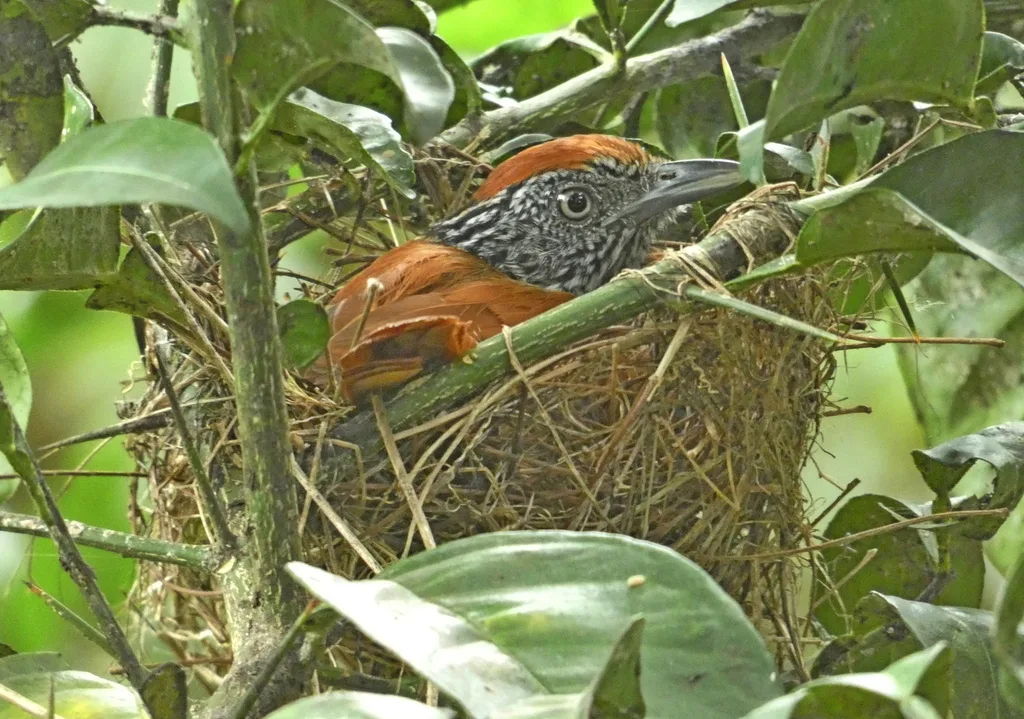 栗背蚁鵙(Thamnophilus palliatus)