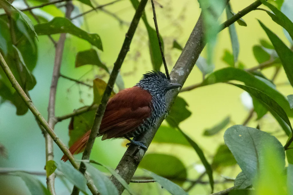 栗背蚁鵙(Thamnophilus palliatus)