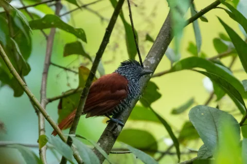 栗背蚁鵙