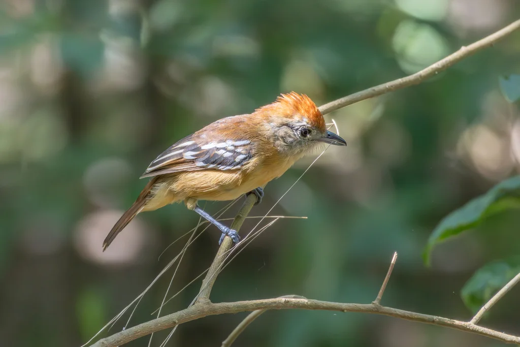 高原蚁鵙(Thamnophilus pelzelni)