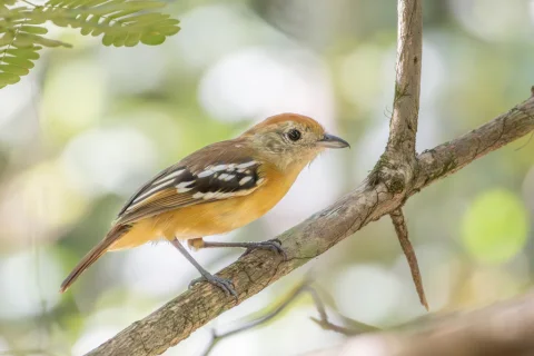 高原蚁鵙