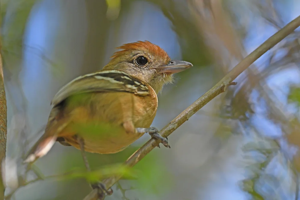 高原蚁鵙(Thamnophilus pelzelni)