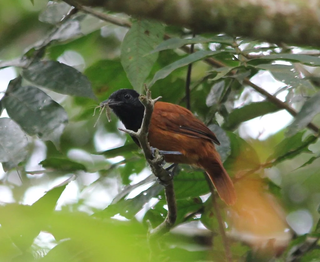 厄瓜多尔蚁鵙(Thamnophilus praecox)