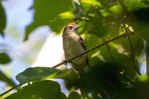蓝灰蚁鵙