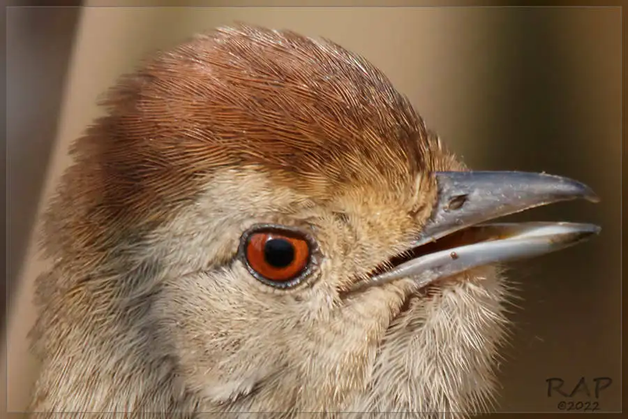 棕顶蚁鵙(Thamnophilus ruficapillus)