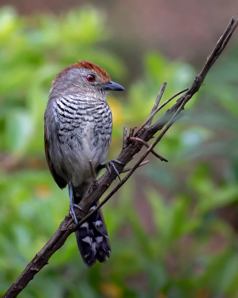 棕顶蚁鵙(Thamnophilus ruficapillus)