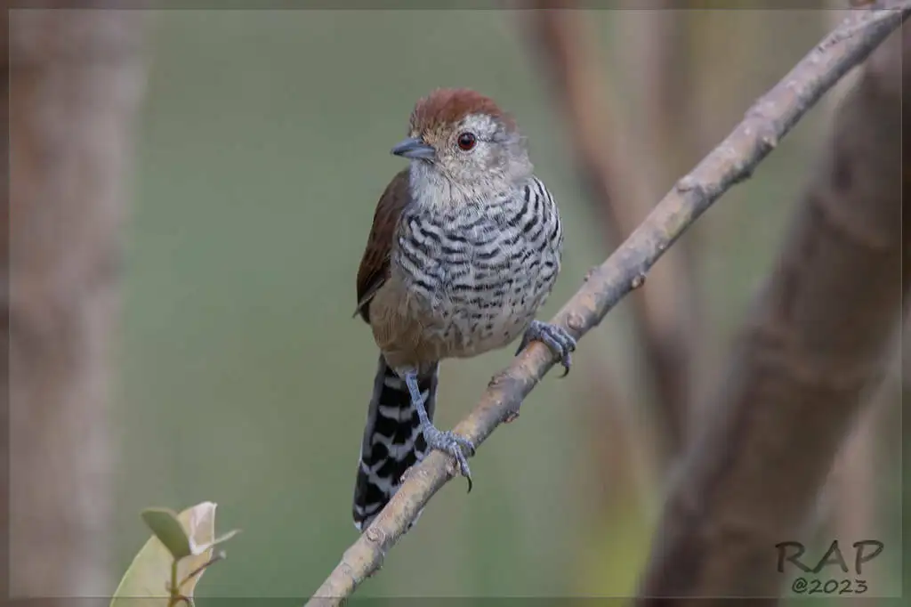 棕顶蚁鵙(Thamnophilus ruficapillus)