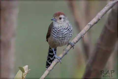 棕顶蚁鵙