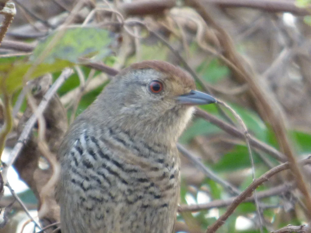 棕顶蚁鵙(Thamnophilus ruficapillus)