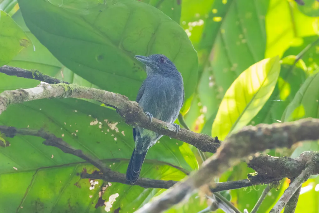 黑顶蚁鵙(Thamnophilus schistaceus)