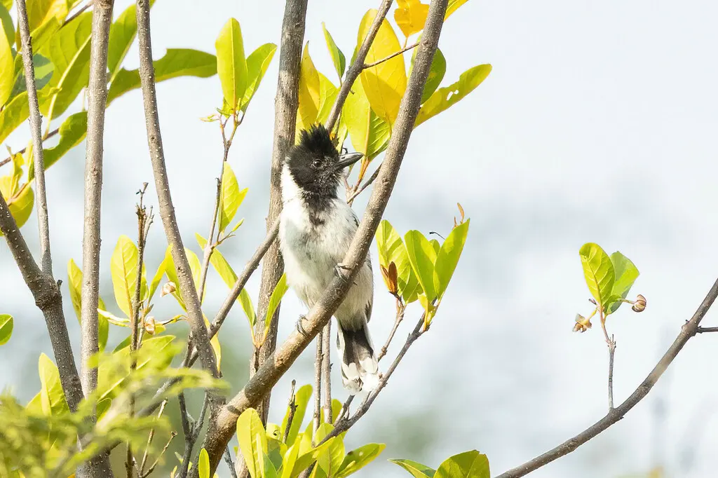 Thamnophilus shumbae(Thamnophilus shumbae)
