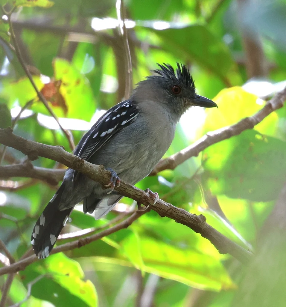 纳氏蚁鵙(Thamnophilus stictocephalus)