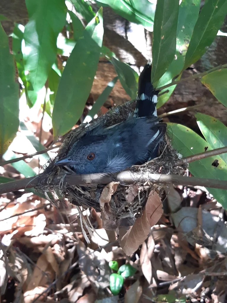 纳氏蚁鵙(Thamnophilus stictocephalus)