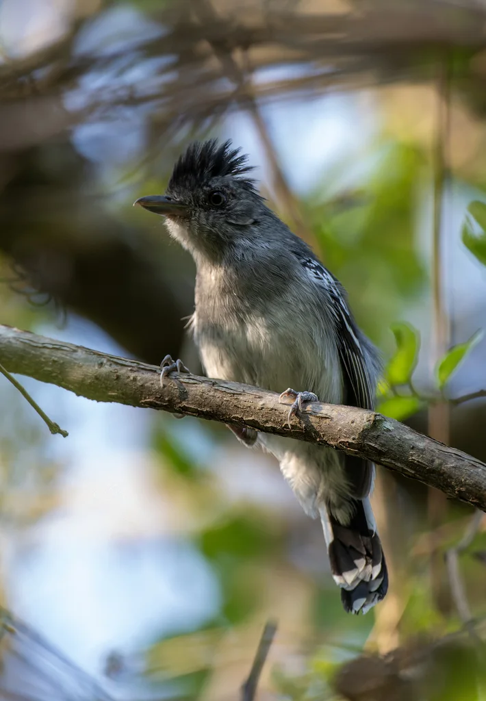 玻利维亚蚁鵙(Thamnophilus sticturus)