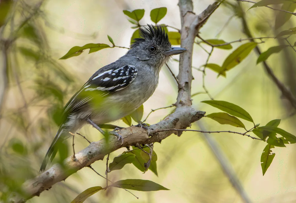玻利维亚蚁鵙(Thamnophilus sticturus)