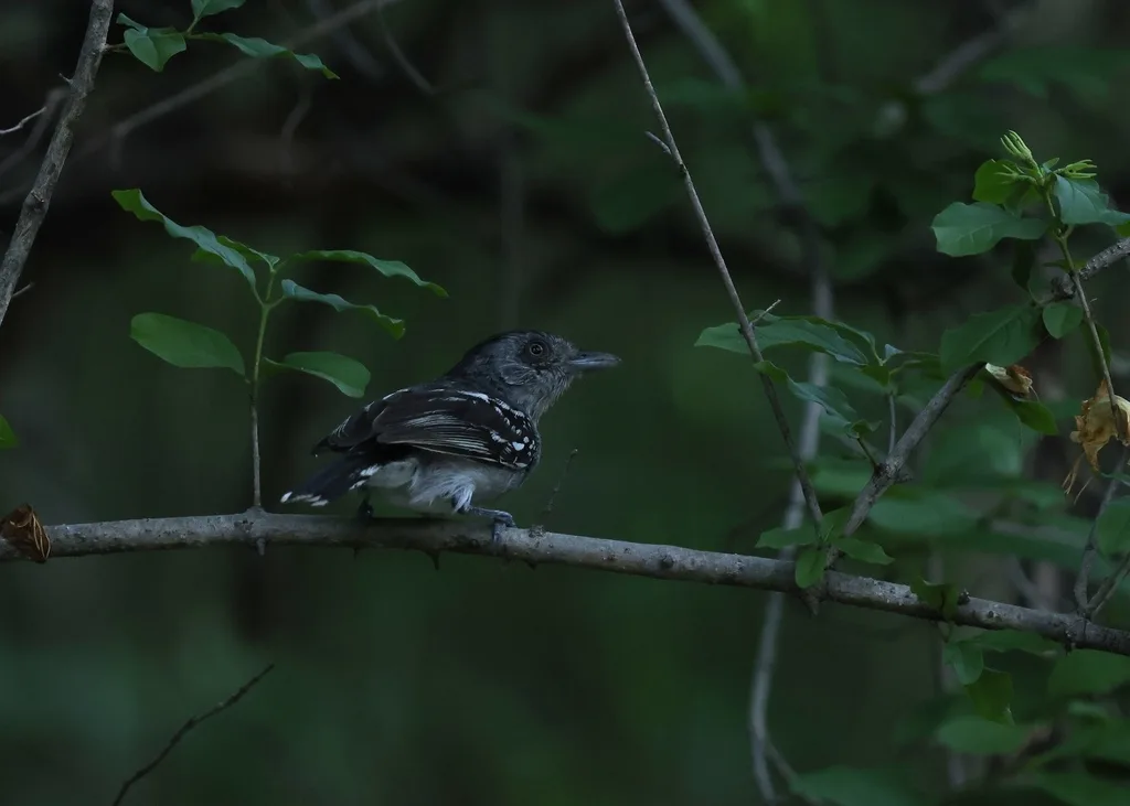 玻利维亚蚁鵙(Thamnophilus sticturus)