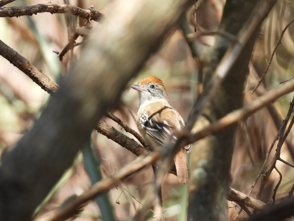 玻利维亚蚁鵙(Thamnophilus sticturus)