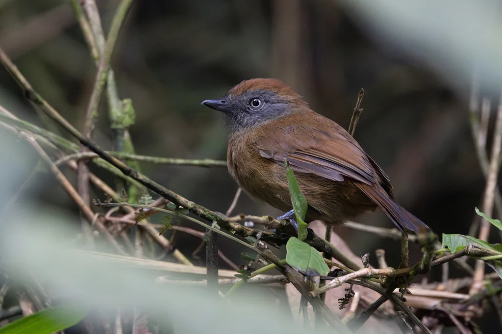 纯色蚁鵙(Thamnophilus unicolor)