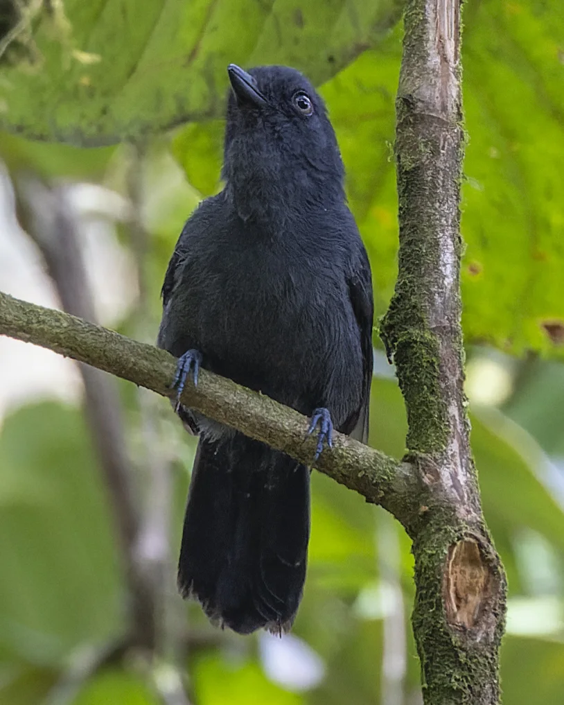 纯色蚁鵙(Thamnophilus unicolor)