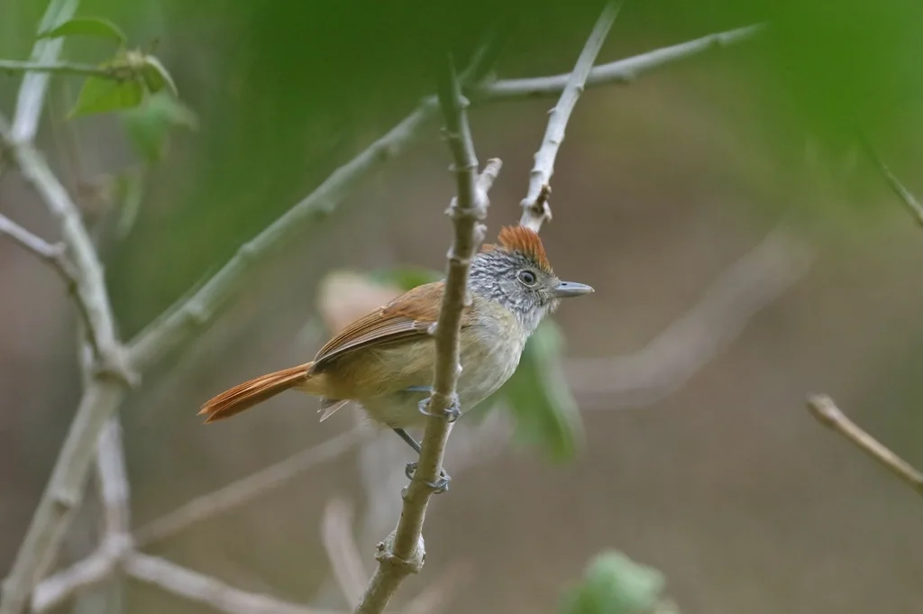 查氏蚁鵙（Thamnophilus zarumae）