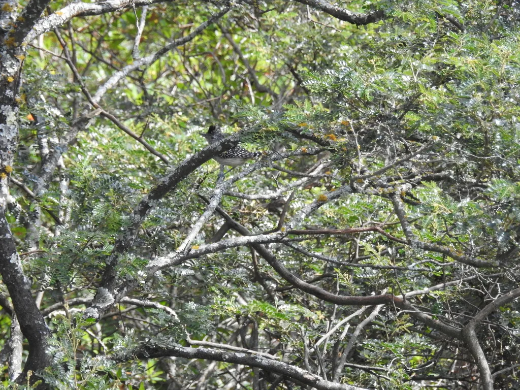 查氏蚁鵙（Thamnophilus zarumae）