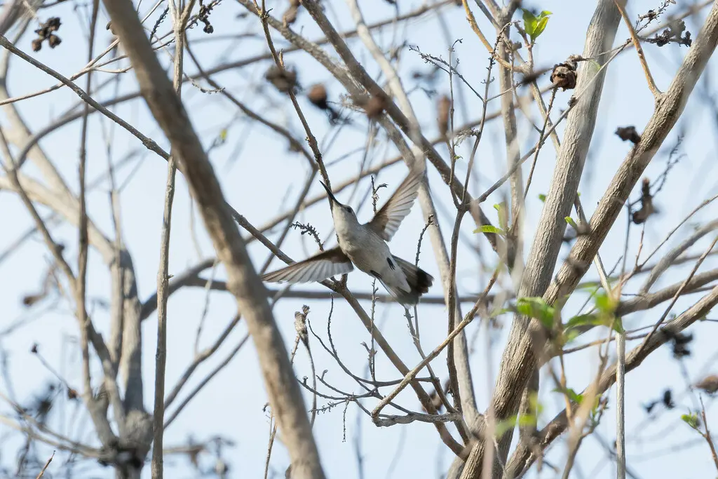 秘鲁蜂鸟(Thaumasius baeri)