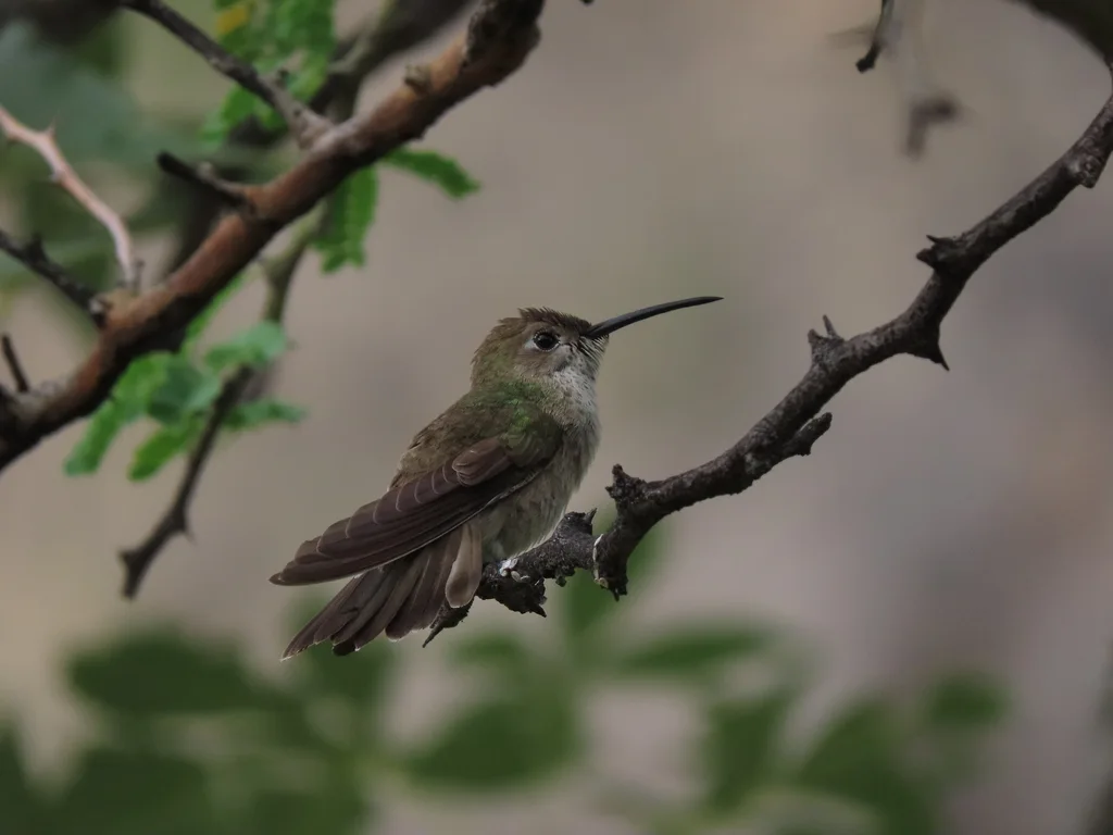 斑喉蜂鸟(Thaumasius taczanowskii)