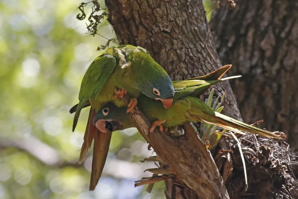 蓝冠鹦哥(Thectocercus acuticaudatus)