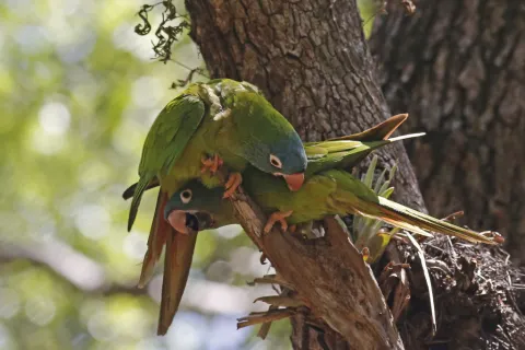 蓝冠鹦哥