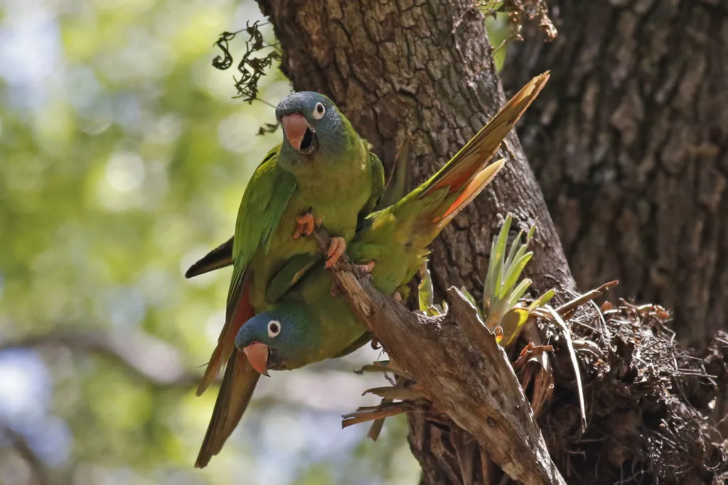 蓝冠鹦哥(Thectocercus acuticaudatus)