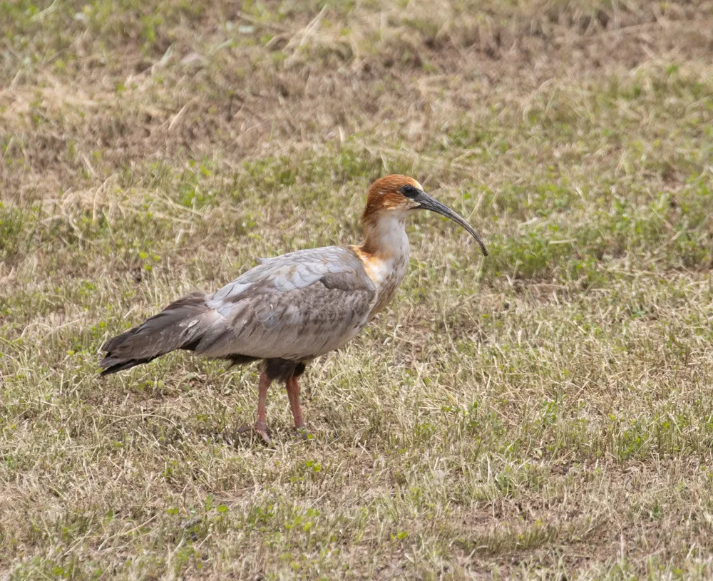 安第斯鹮(Theristicus branickii)