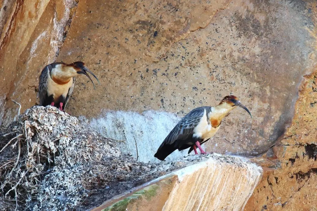 安第斯鹮(Theristicus branickii)