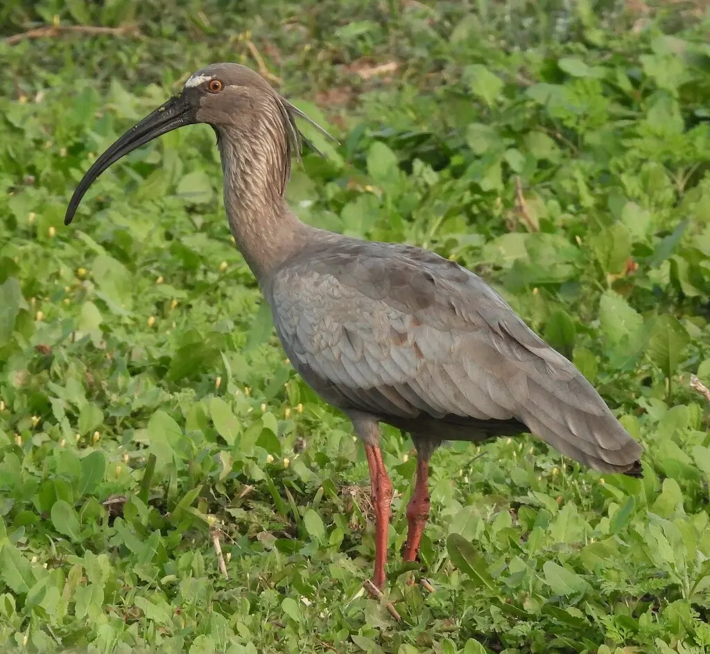 铅色鹮（Theristicus caerulescens）