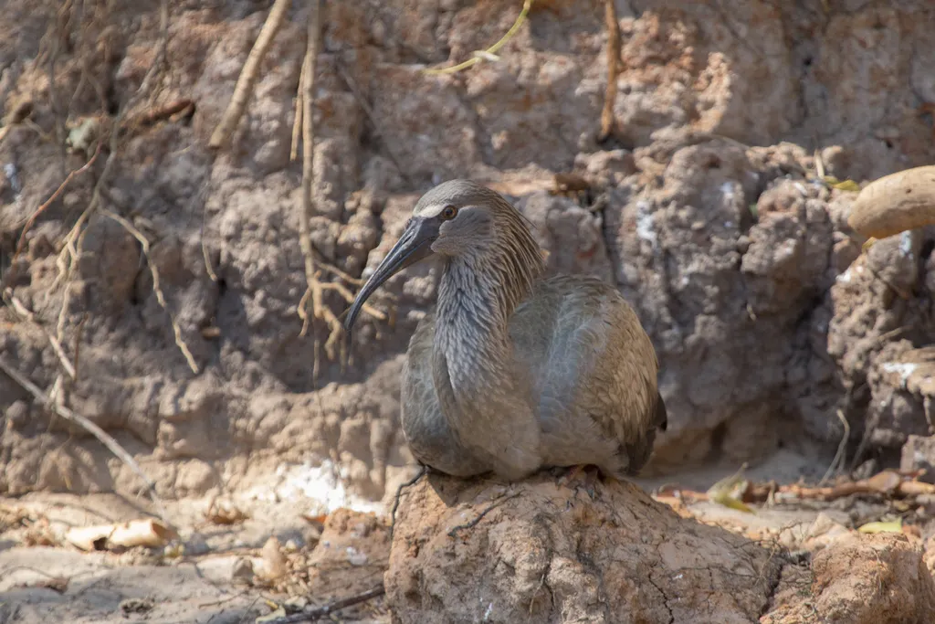 铅色鹮（Theristicus caerulescens）