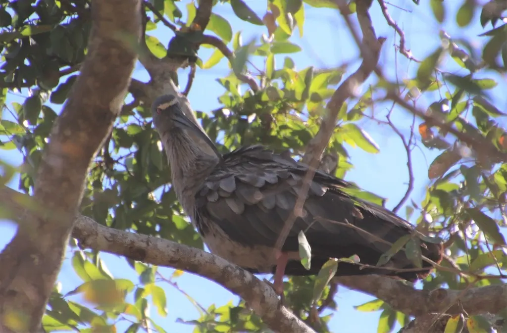 铅色鹮（Theristicus caerulescens）