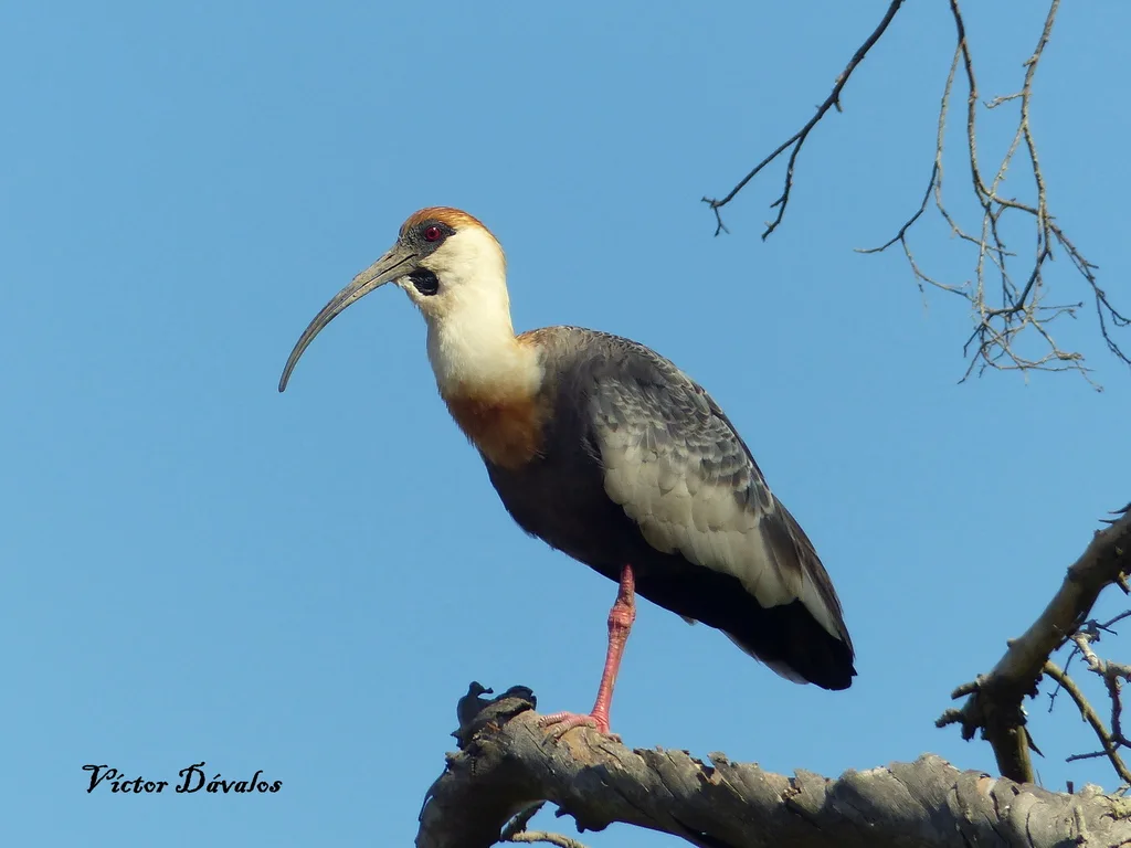 黄颈鹮(Theristicus caudatus)