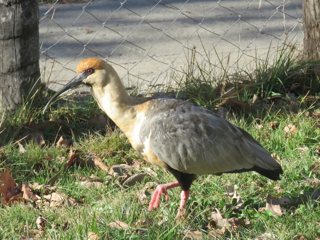黑脸鹮(Theristicus melanopis)
