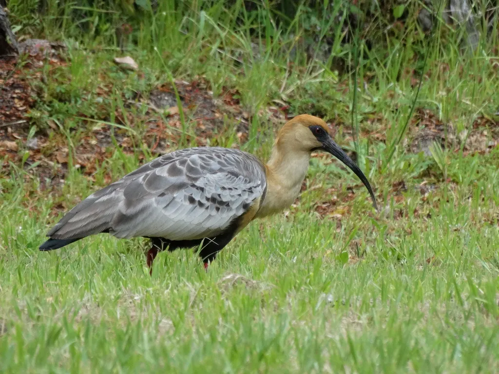 黑脸鹮(Theristicus melanopis)