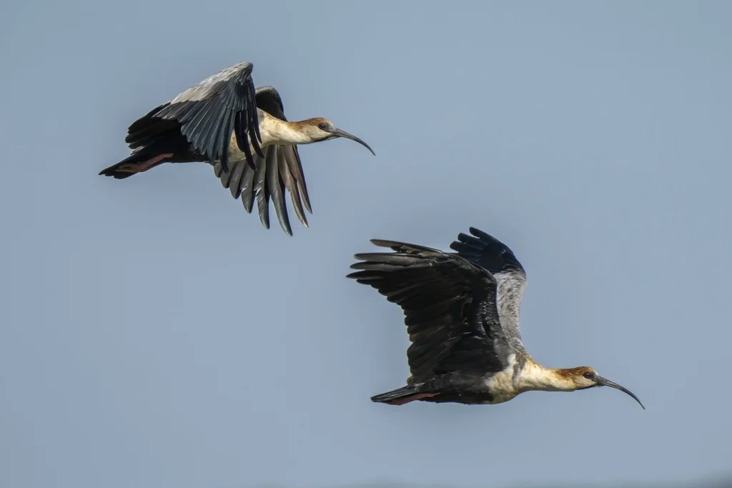 黑脸鹮(Theristicus melanopis)