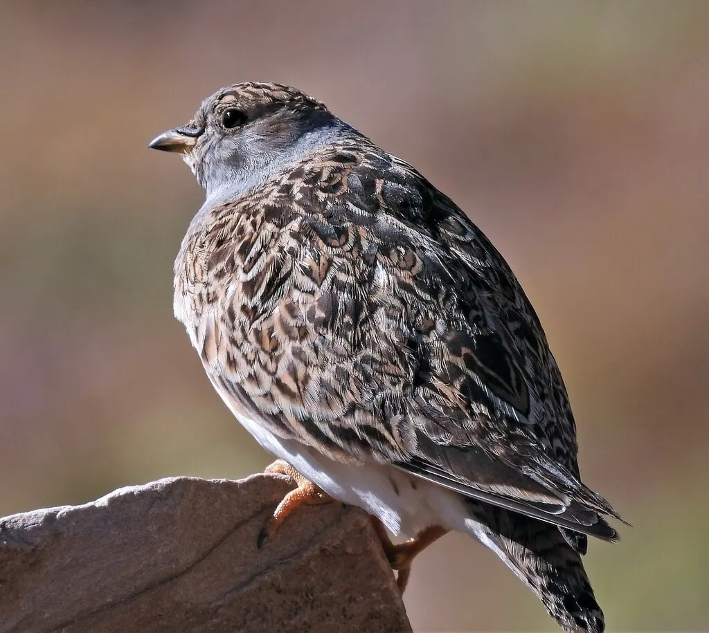 灰胸籽鹬(Thinocorus orbignyianus)