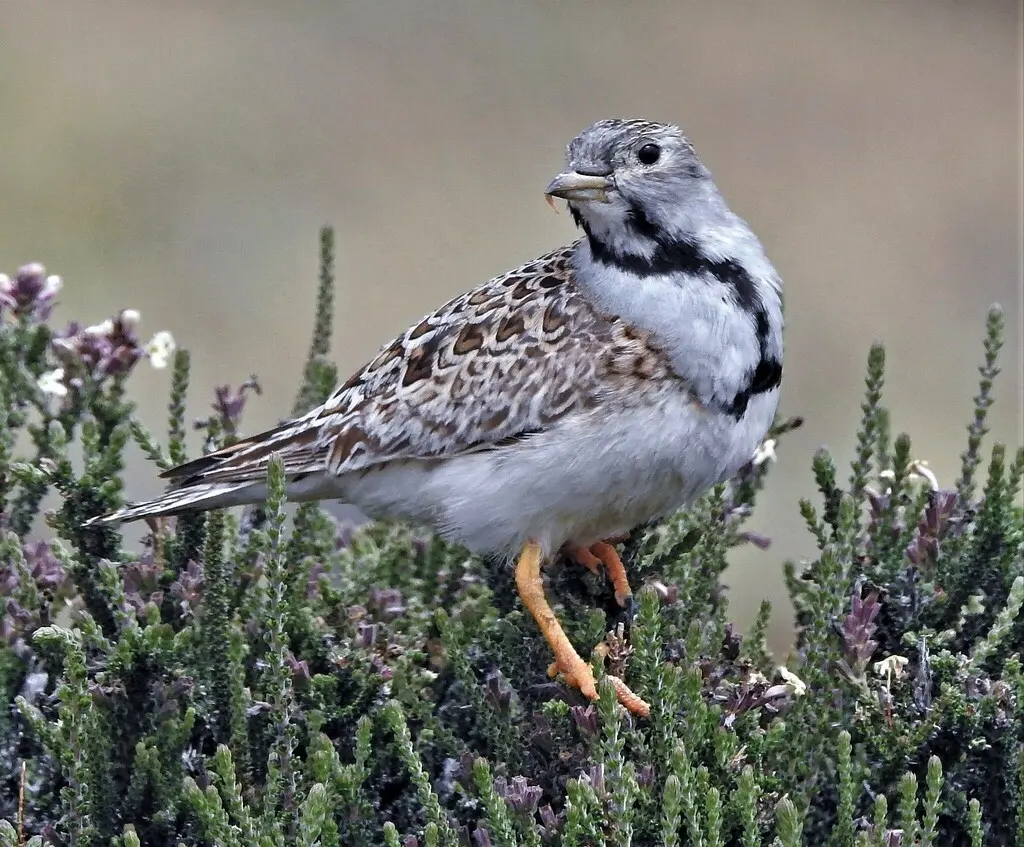 小籽鹬(Thinocorus rumicivorus)