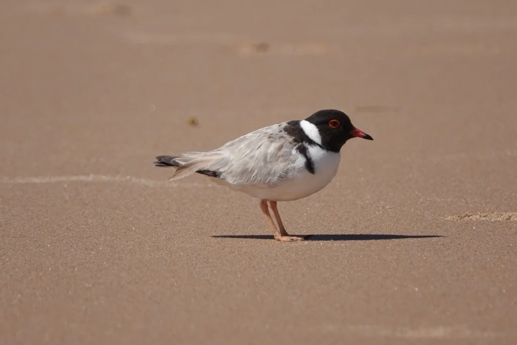 黑头鸻(Thinornis cucullatus)