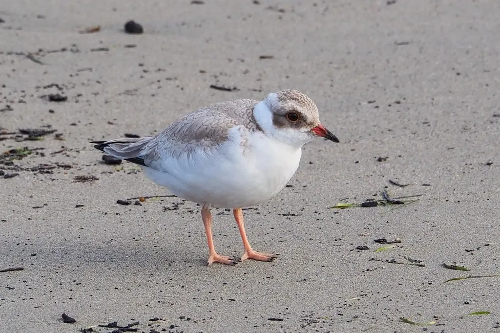 黑头鸻(Thinornis cucullatus)