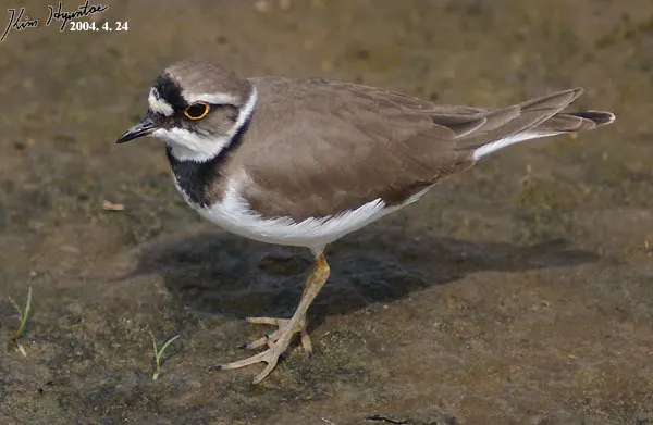 金眶鸻(Thinornis dubius)