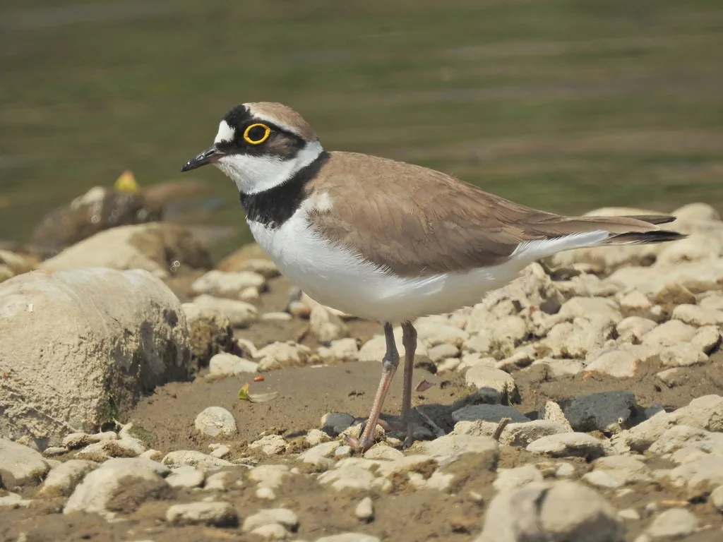 金眶鸻(Thinornis dubius)