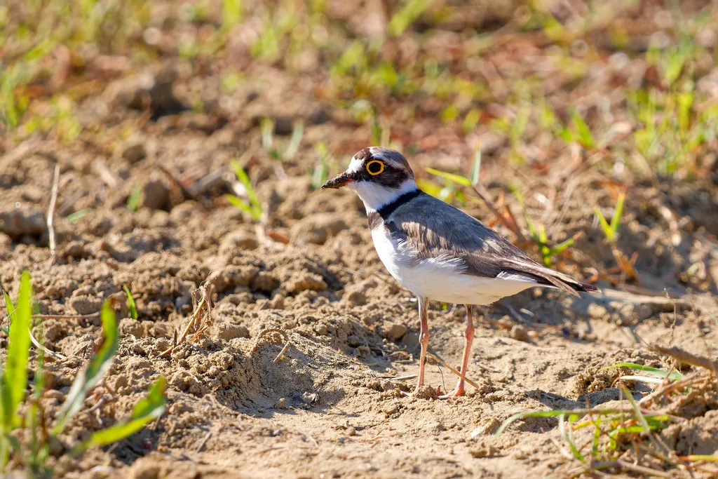 金眶鸻(Thinornis dubius)