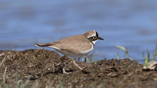 金眶鸻(Thinornis dubius)