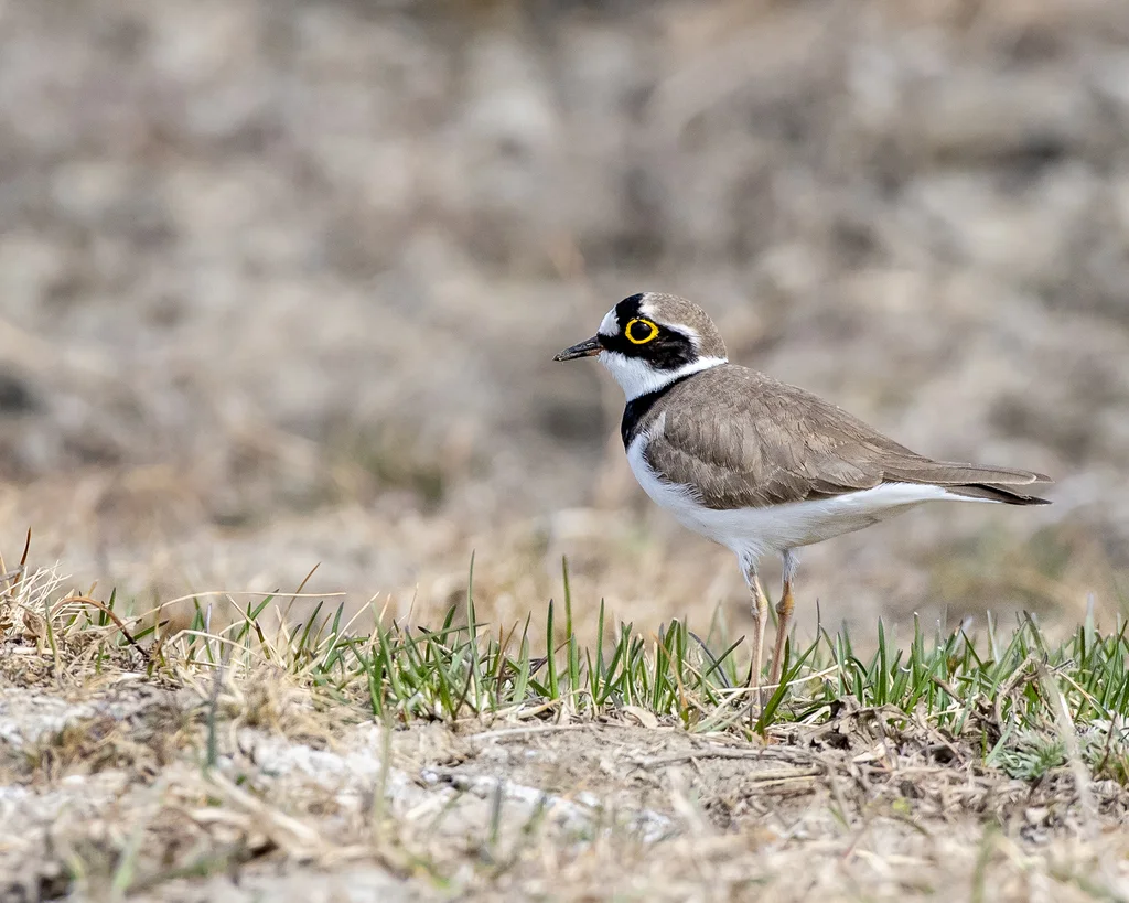 金眶鸻(Thinornis dubius)