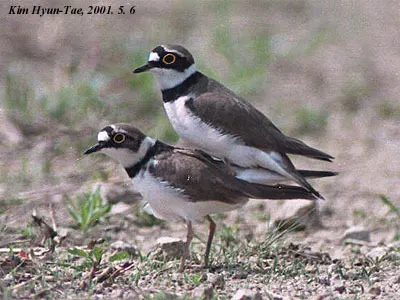 金眶鸻(Thinornis dubius)
