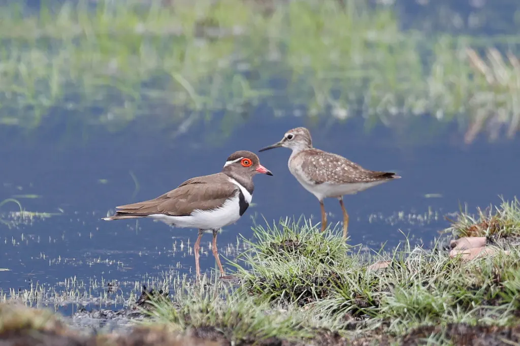 福氏鸻(Thinornis forbesi)